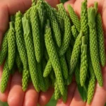 bokvica