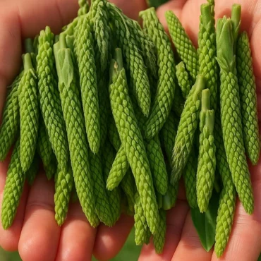 bokvica
