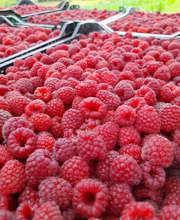 maline